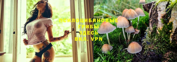 стаф Алзамай